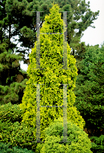 Picture of Thuja occidentalis 'Sudworth Gold'