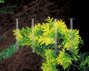 Picture of Thuja occidentalis 'Sudworth Gold'