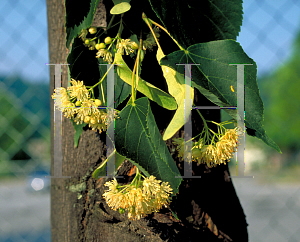 Picture of Tilia cordata 