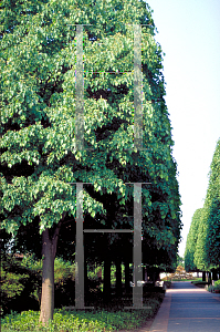 Picture of Tilia cordata 'Glenleven'