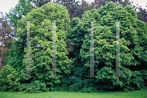 Picture of Tilia chinensis 