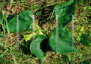 Picture of Tilia x vulgaris 'Tortuosa'