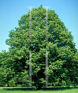 Picture of Tilia x vulgaris 'Tortuosa'