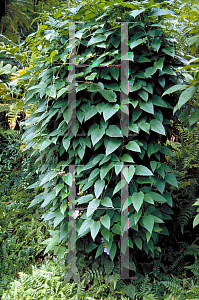 Picture of Thunbergia grandiflora 