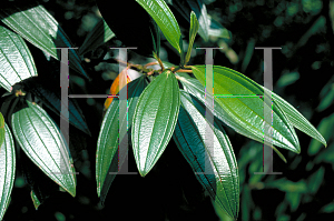 Picture of Tibouchina urvilleana 