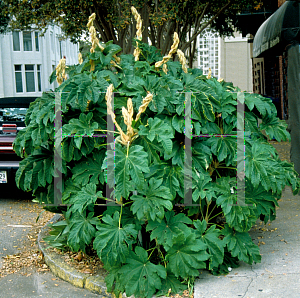 Picture of Tetrapanax papyrifer 