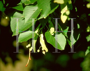 Picture of Tilia americana 'Redmond'