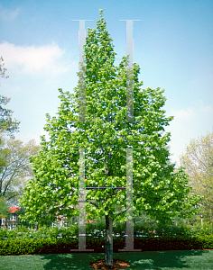 Picture of Tilia americana 'Redmond'