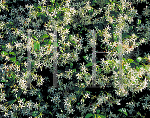 Picture of Trachelospermum jasminoides 