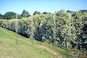 Picture of Trachelospermum jasminoides 