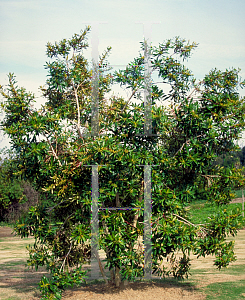 Picture of Tristaniopsis laurina 