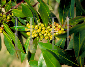 Picture of Tristaniopsis laurina 