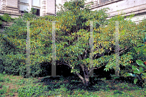 Picture of Trochodendron aralioides 