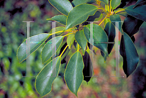 Picture of Trochodendron aralioides 