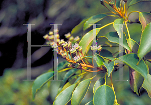 Picture of Trochodendron aralioides 