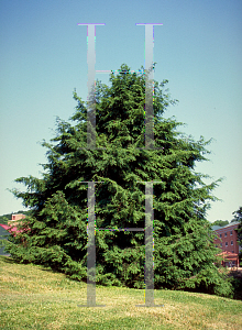 Picture of Tsuga canadensis 