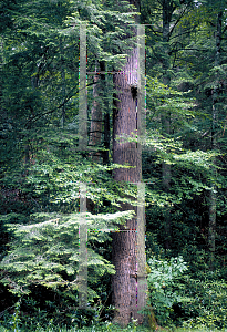 Picture of Tsuga canadensis 