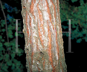 Picture of Tsuga caroliniana 