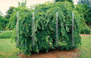 Picture of Ulmus alata 'Lace Parasol'