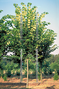 Picture of Ulmus americana 'Princeton'