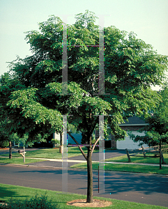 Picture of Ulmus davidiana 