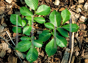 Picture of Ulmus davidiana 