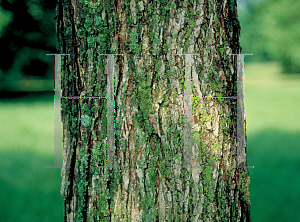 Picture of Ulmus davidiana 