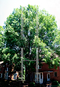 Picture of Ulmus parvifolia 'Emer II (Allee)'