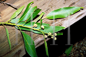 Picture of Umbellularia californica 