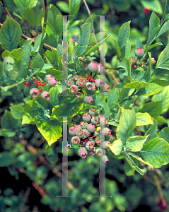 Picture of Vaccinium corymbosum 