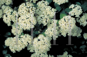 Picture of Viburnum dentatum 