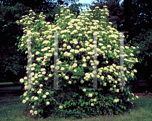 Picture of Viburnum dentatum 