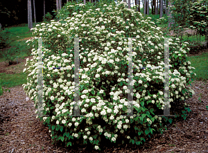 Picture of Viburnum dentatum var. pubescens 