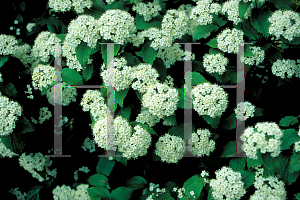 Picture of Viburnum dentatum var. pubescens 