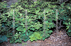 Picture of Viburnum carlesii 'Compactum'