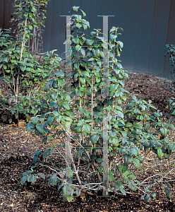 Picture of Viburnum lantana 'Mohican'