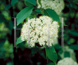 Picture of Viburnum lentago 