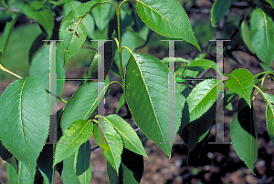 Picture of Viburnum lentago 