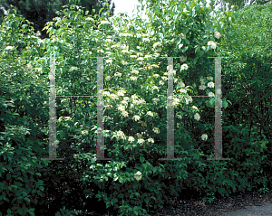 Picture of Viburnum lentago 