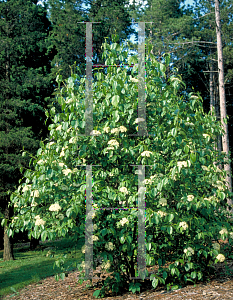 Picture of Viburnum lentago var. sphaerocarpum 