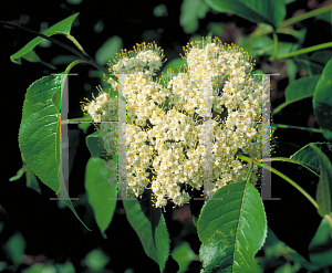 Picture of Viburnum lentago var. sphaerocarpum 