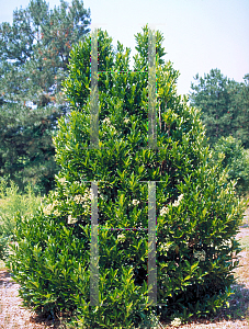 Picture of Viburnum odoratissimum var. awabuki 'Chindo'