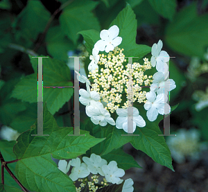 Picture of Viburnum opulus 