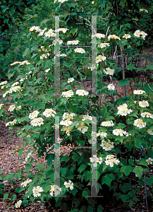 Picture of Viburnum opulus 