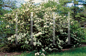 Picture of Viburnum plicatum 