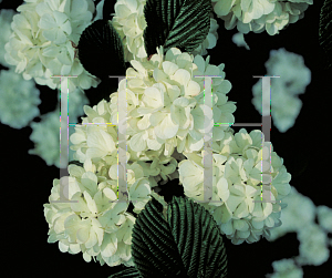 Picture of Viburnum plicatum 