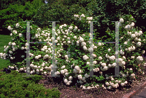 Picture of Viburnum opulus 'Roseum'