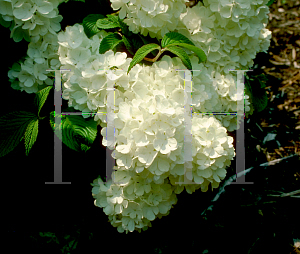 Picture of Viburnum opulus 'Roseum'