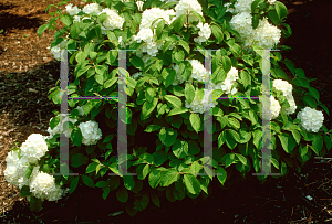 Picture of Viburnum plicatum f. tomentosum 'Newzam'