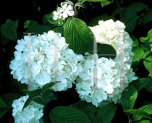 Picture of Viburnum plicatum f. tomentosum 'Newzam'